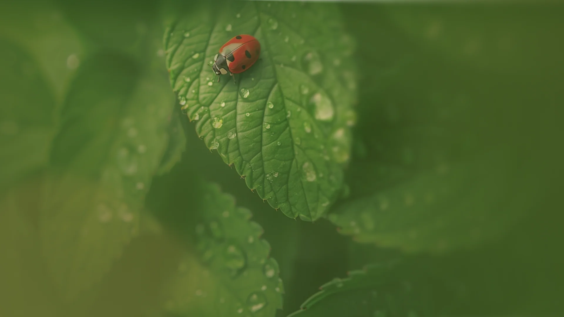 Фото божьей коровки на листе